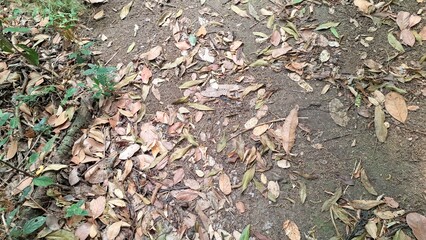 The ground is covered in a textured layer of dry, brown fallen leaves, typical of autumn leaf litter on the forest floor	