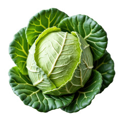 Close up view of a fresh green cabbage on a solid transparent background ready for the kitchen