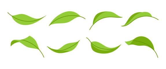 Set green leaves of different shapes. Fresh leaves. For seasonal and nature-themed design projects.