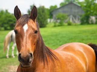Brown horse in farm