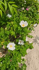 White wild roses bloom brightly against green leaves on sandy beach soil under the summer sun