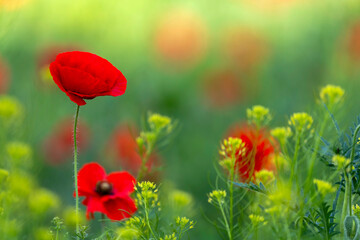 Red Poppy Flower in Bloom with Soft Green and Yellow Wildflowers, Korea Spring Field