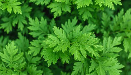 Fototapeta premium Lush Green Foliage: Vibrant Close-Up of Delicate Fern-like Leaves