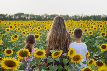 A mother with her son and daughter on a farm enjoy a sunflower field on a summer day