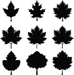 Black Silhouette Vector Set of Maple Leaf Shapes Isolated on White Background, Botanical Illustration