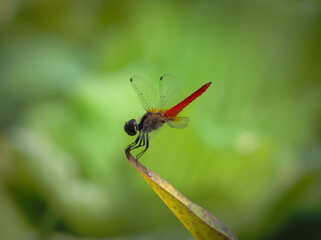 Fototapeta premium dragonfly on a leaf