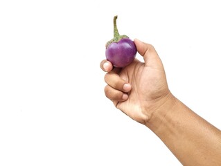 Man hand holding a fresh purple round eggplant isolated on white background 
