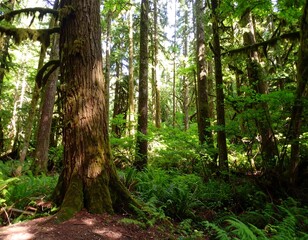 Lush forest canopy (4)