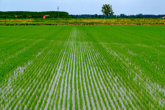 Rice fields near Frascarolo in Lomellina, Pavia province, Italy