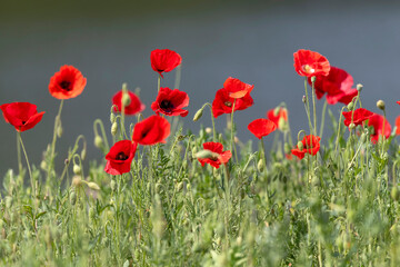 Vibrant Red Poppies Swaying in the Breeze by the Water
