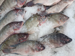 Nile tilapia on ice ready for sale