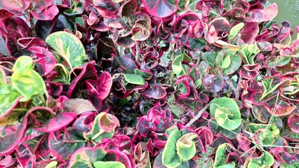 Artistic Natural Patterns of Croton Leaves in Vibrant Colors Codiaeum variegatum Foliage Captured in a Garden Setting for Decorative Botanical and Tropical Stock Photography © Muhammad Nashieh