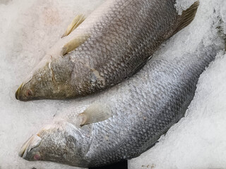 Lots of sea bass in the ice
