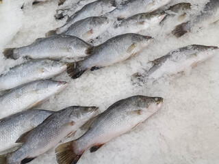 Lots of sea bass in the ice