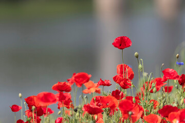Obraz premium Vibrant Red Poppies Blooming by the Riverside
