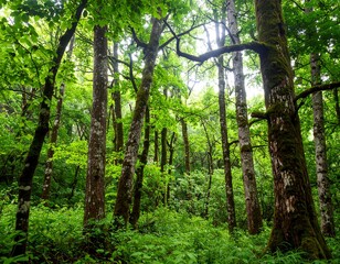 Obraz premium Lush forest canopy (6)