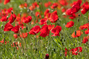 Vibrant Red Poppies Blooming in a Sunny Field