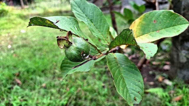 Fresh Unripe Guava Fruits (Psidium guajava) Hanging on Tree in Organic Garden, Tropical Farming Close-Up for Agriculture, Botany, Food Industry, and Nature Background