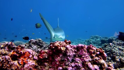 Shark in a coral reef underwater scene