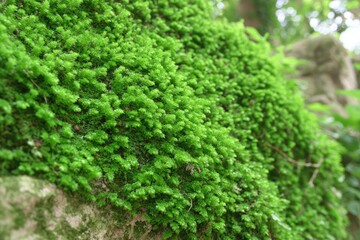 Close-up of vibrant green moss covering a rock face