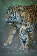 Female Sumatran tiger and her cub resting near bamboo plants