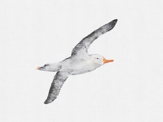 watercolor of albatross bird isolated on paper texture background