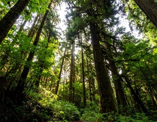 Fototapeta premium Lush forest canopy (9)