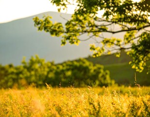 Obraz premium Golden Sunlight Filters Through Trees in a Serene Meadow During a Tranquil Evening