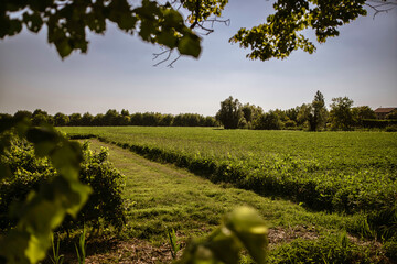 Cultivated field framing the countryside landscape on a sunny day