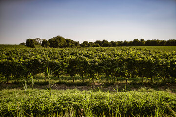 Lush vineyard rows growing under summer sky