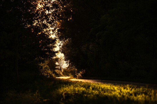 Golden light illuminating forest path at sunset