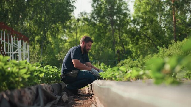 Side view farmer squatting in garden bed works soil around young plants, gloved hands focused on careful tending under warm sun, rural agriculture with green rows, patience