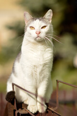 portrait of white cat sitting on the fence 
