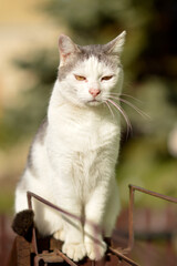 portrait of white cat sitting on the fence 