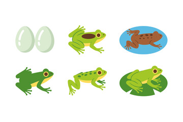 Frog life cycle icon set, egg tadpole frog vector, pond habitat illustration, amphibian biology clipart, education science elements