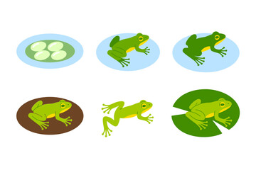 Tadpole to frog icons, life cycle vector, pond water illustration, classroom biology clipart, amphibian study elements