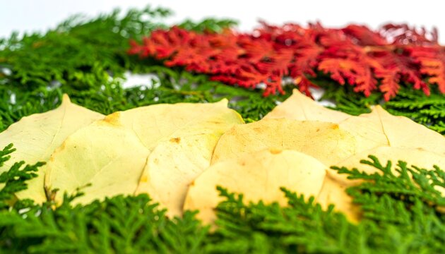 Vibrant Bands of Foliage: A Natural Abstract of Red, Yellow, and Green Leaves - Powered by Adobe