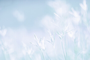 Beautiful blurred background nature in pastel colors with a soft focus of blue shades. fresh wallpaper concept, among green leaves and other blossom blur background.
