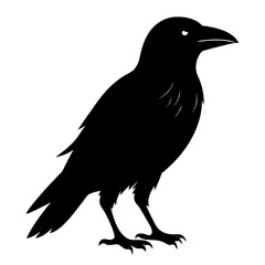 Obraz premium Black silhouette of a crow standing on white background