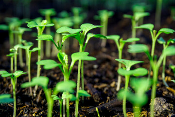 Brassica juncea sapling small leaf on the vegetable plot in the garden in the morning There is a sunny show.