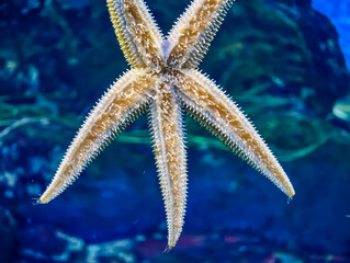 large starfish in the ocean water