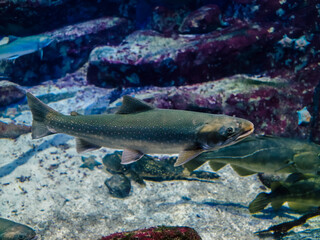 Lots of tropical fish in the water