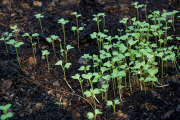 Brassica juncea sapling small leaf on the vegetable plot in the garden in the morning There is a sunny show.