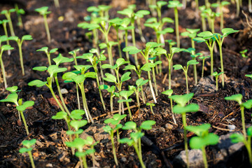 Brassica juncea sapling small leaf on the vegetable plot in the garden in the morning There is a sunny show.