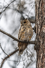 Long-eared owl (Asio otus), looking forward with wide opened eyes
