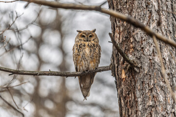 Long-eared owl (Asio otus), looking forward with wide opened eyes