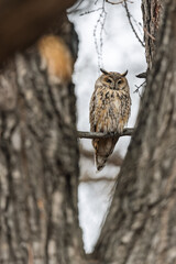 Long-eared owl (Asio otus), looking forward with wide opened eyes