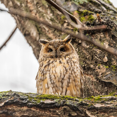 Long-eared owl (Asio otus), looking forward with wide opened eyes