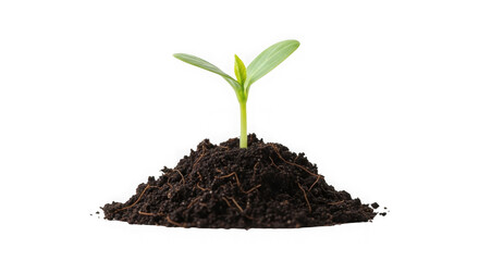 Seedling Sprouting From Soil