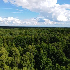 Fototapeta premium Lush forest canopy under a partly cloudy sky
